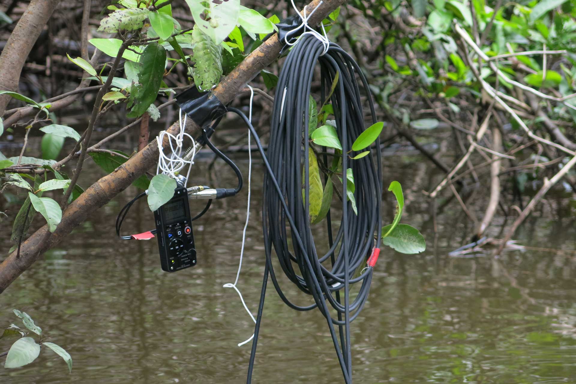 Klaus Osterwald underwater sound recordings Amazonas Colombia