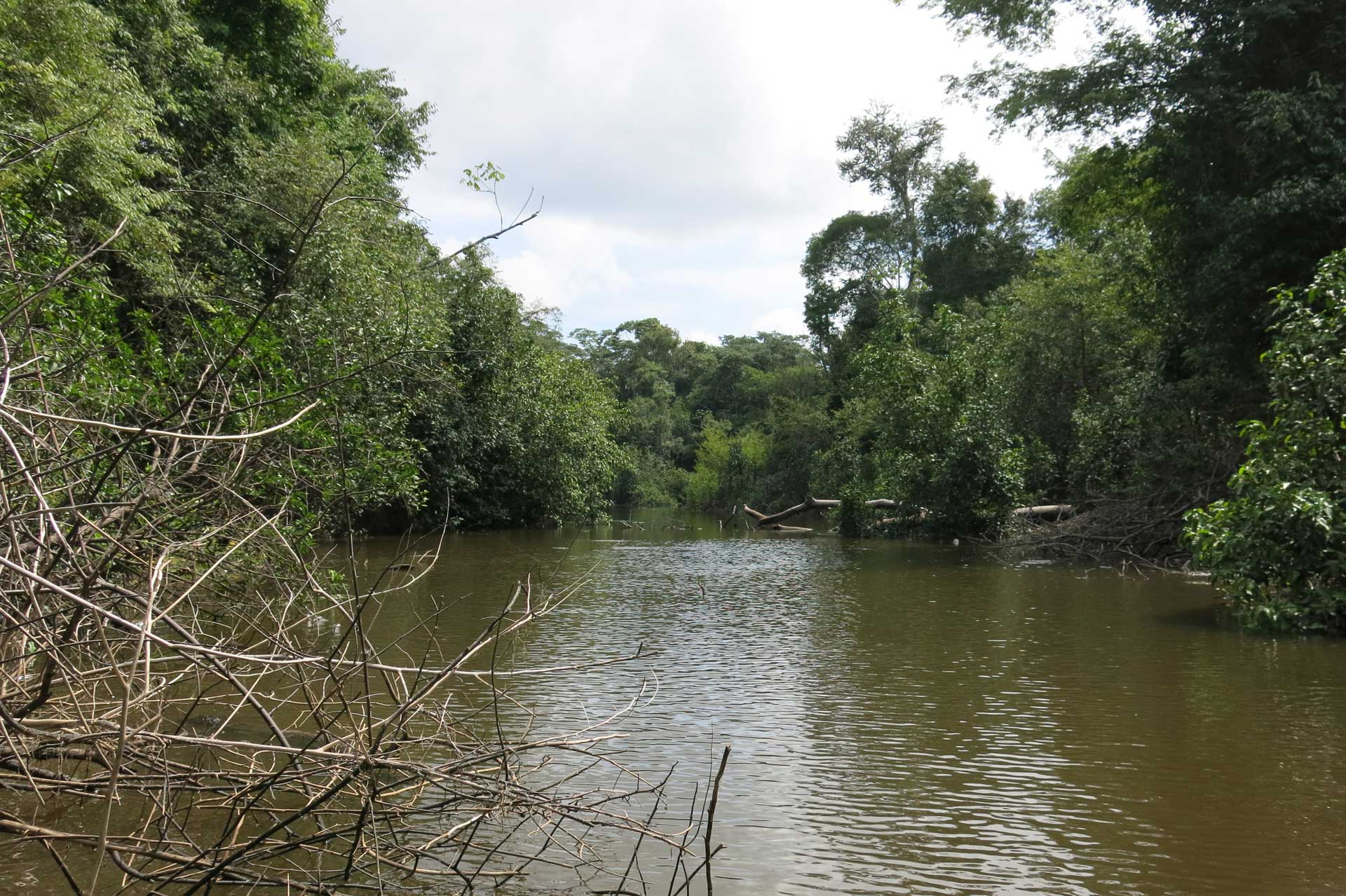 Amazonas, Seitenarm